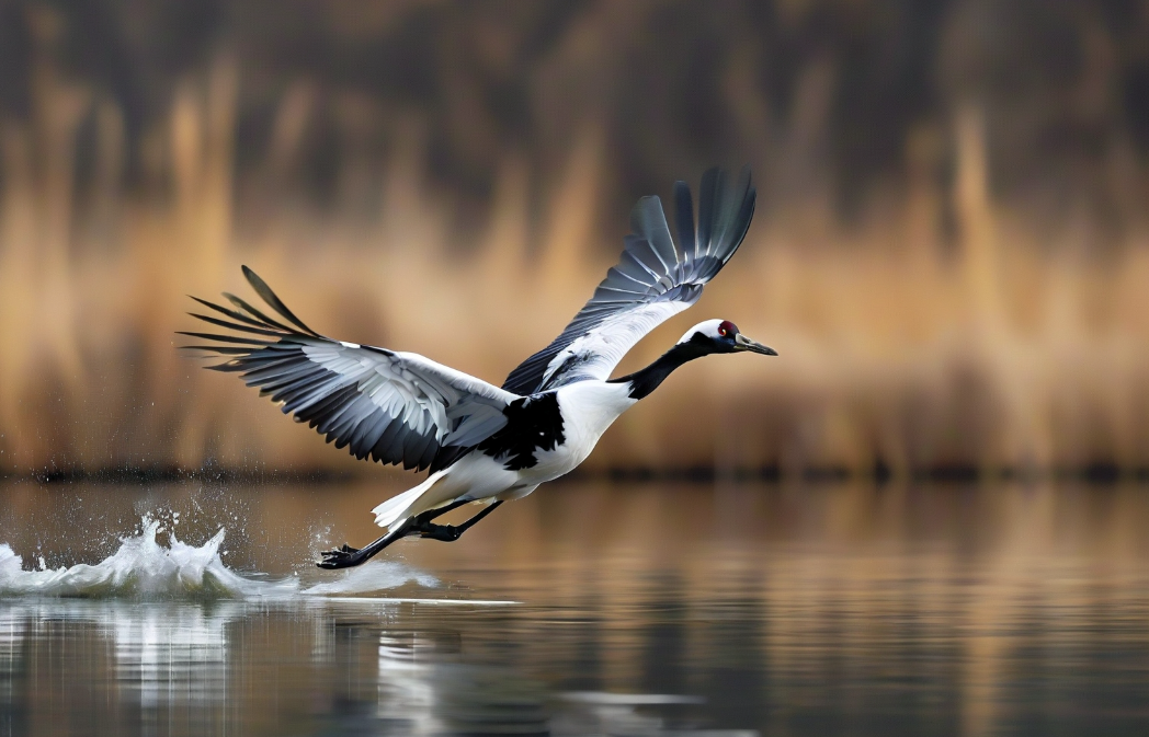 42206476.png 42206476.png